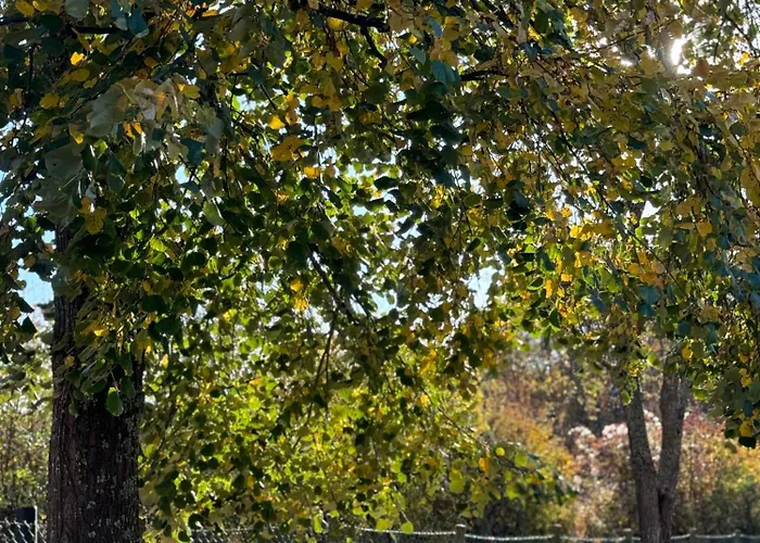 Kuca Za Odmor - Miris Lipe Apartamento