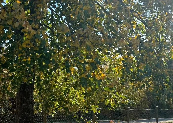 Kuca Za Odmor - Miris Lipe Apartamento Barjaktarevići